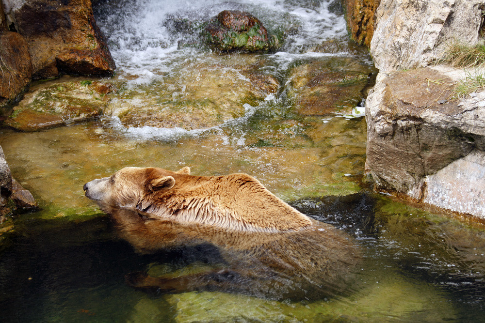 I kann hoid net schwimma