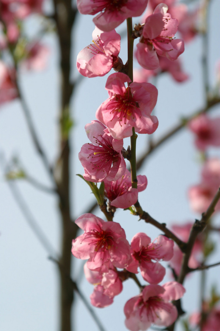 I Kirschblüten I