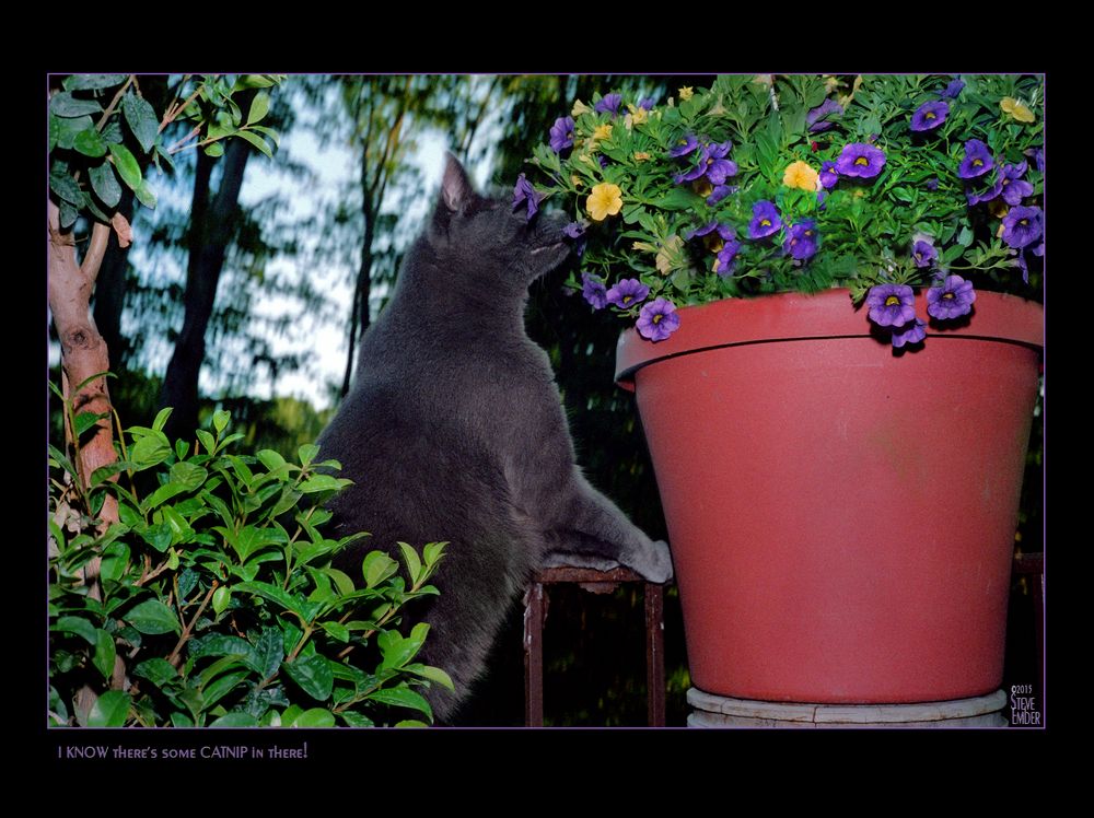 I KNOW there's some CATNIP in there!