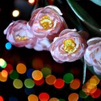 I Like Bokeh Photography :-)