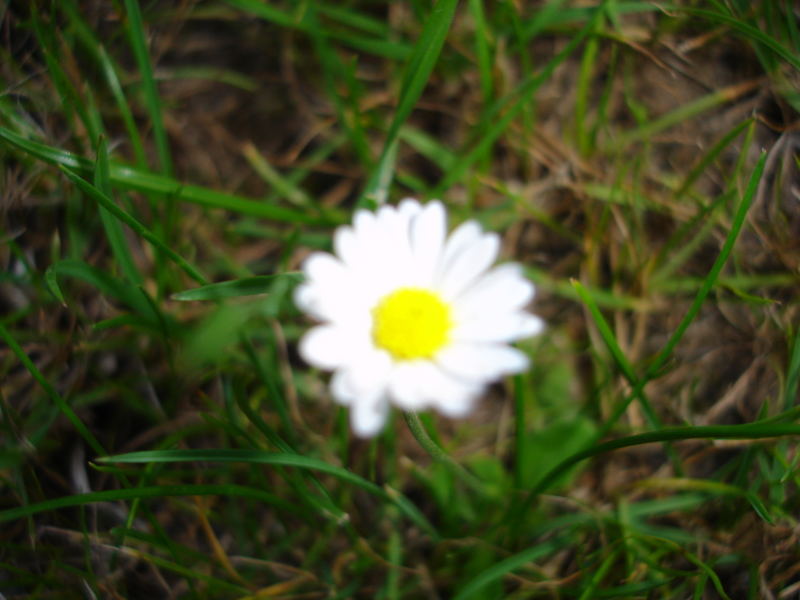 I like daisies