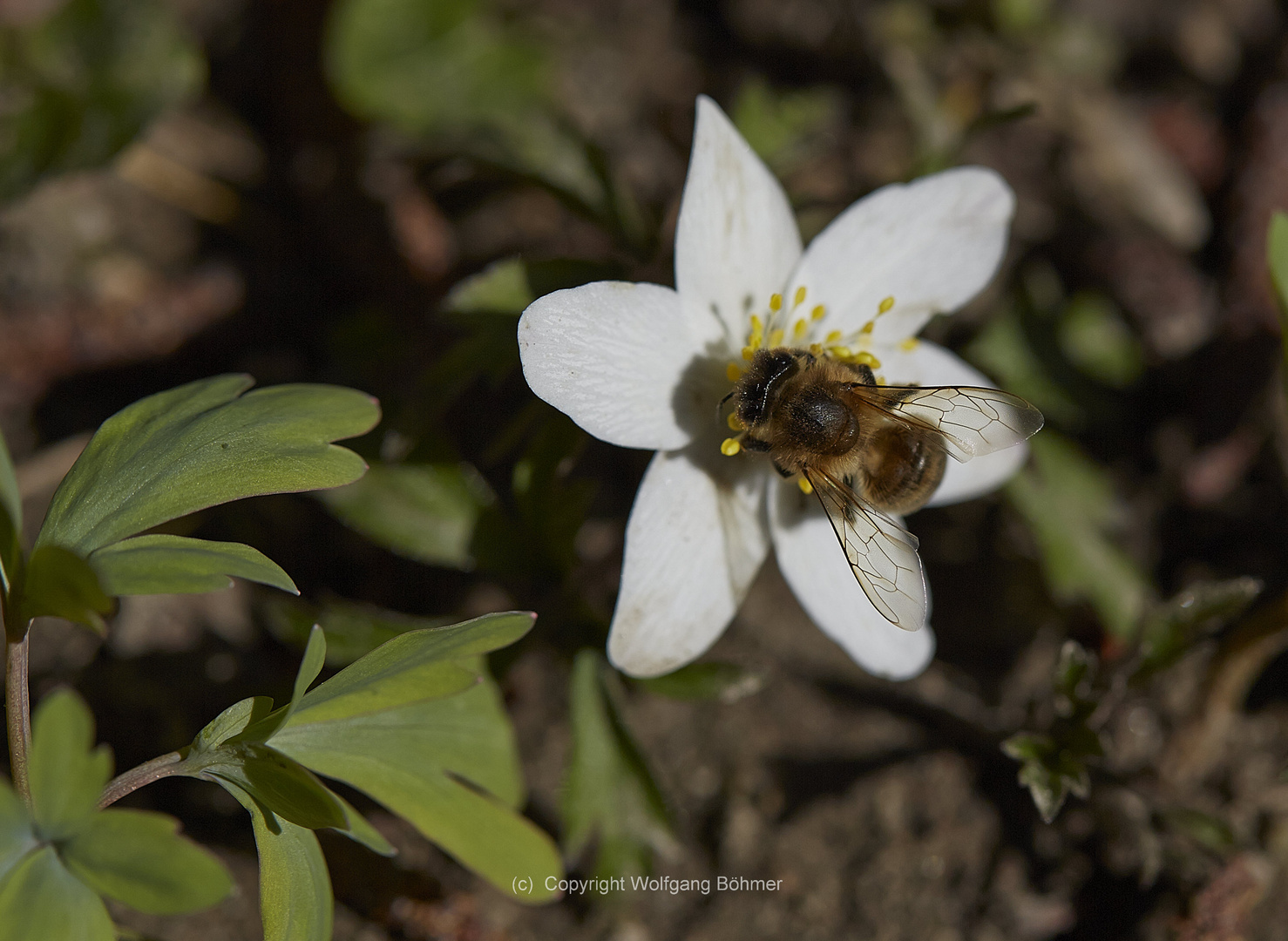 I like pollen