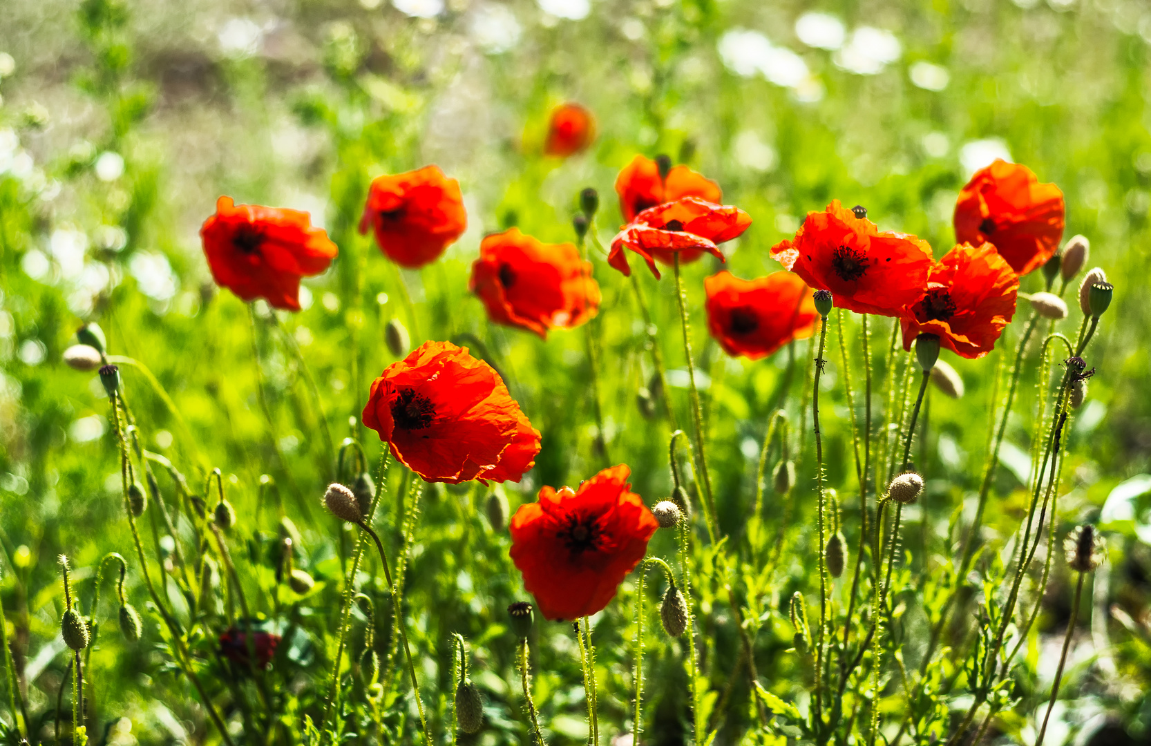 I like poppies...