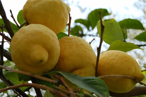 I LIMONI DI SICILIA