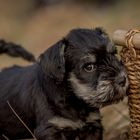 I-Litter Miniatur Schnauzer 8 weeks