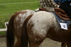 I love Appaloosa-Butts