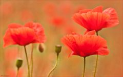 Magic Mohn