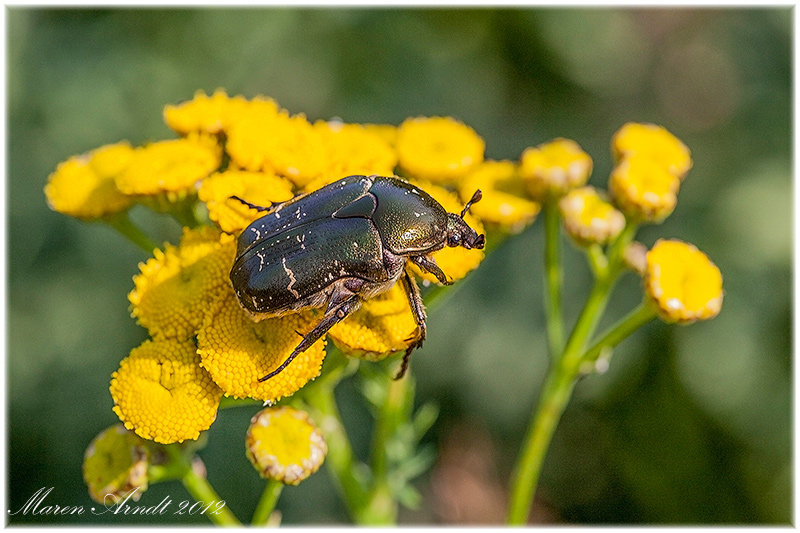 I love big beetles