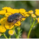 I love big beetles