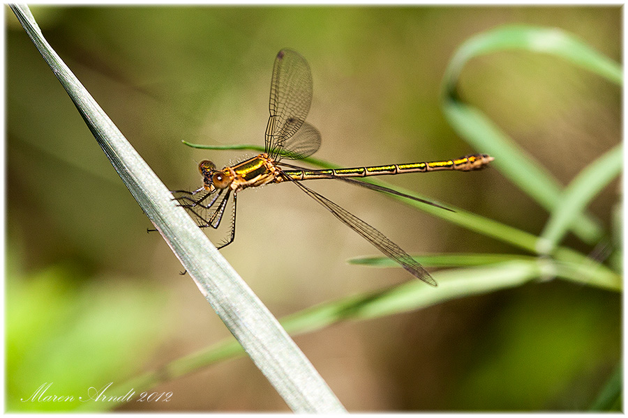 I love Dragonflies