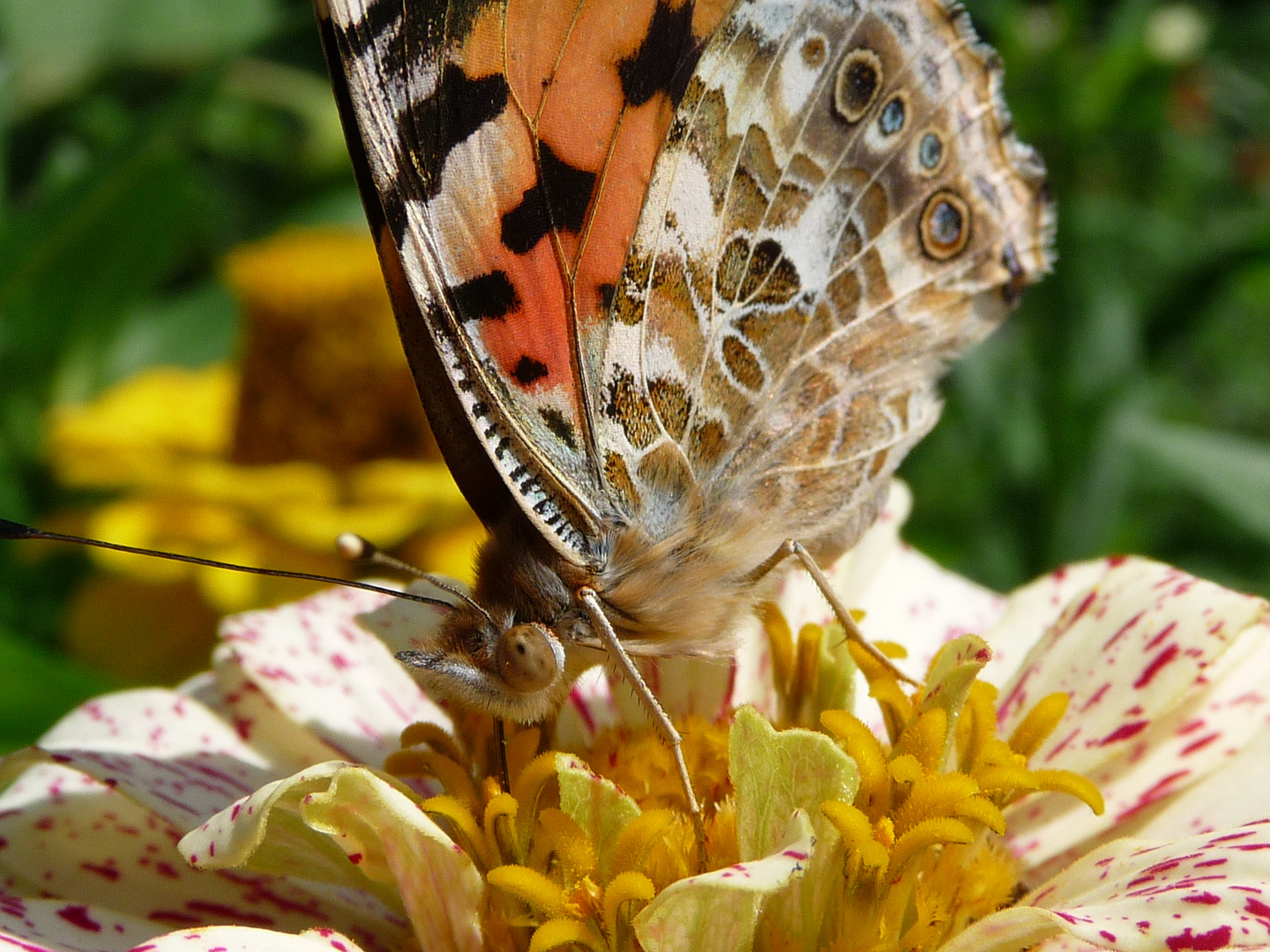 I Love Flowers