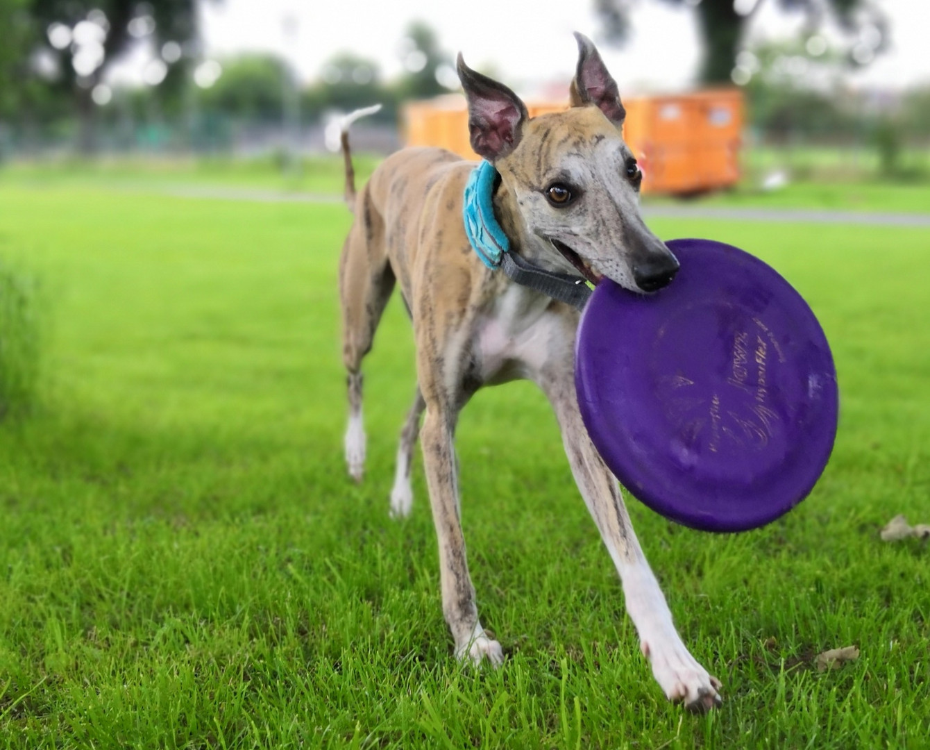 I love Frisbees! 