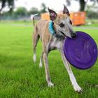 I love Frisbees! 