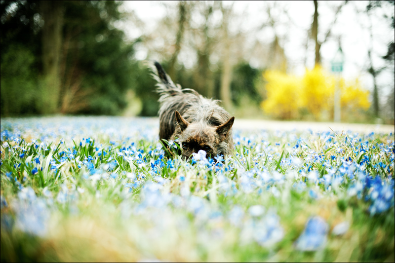 I love Frühling!