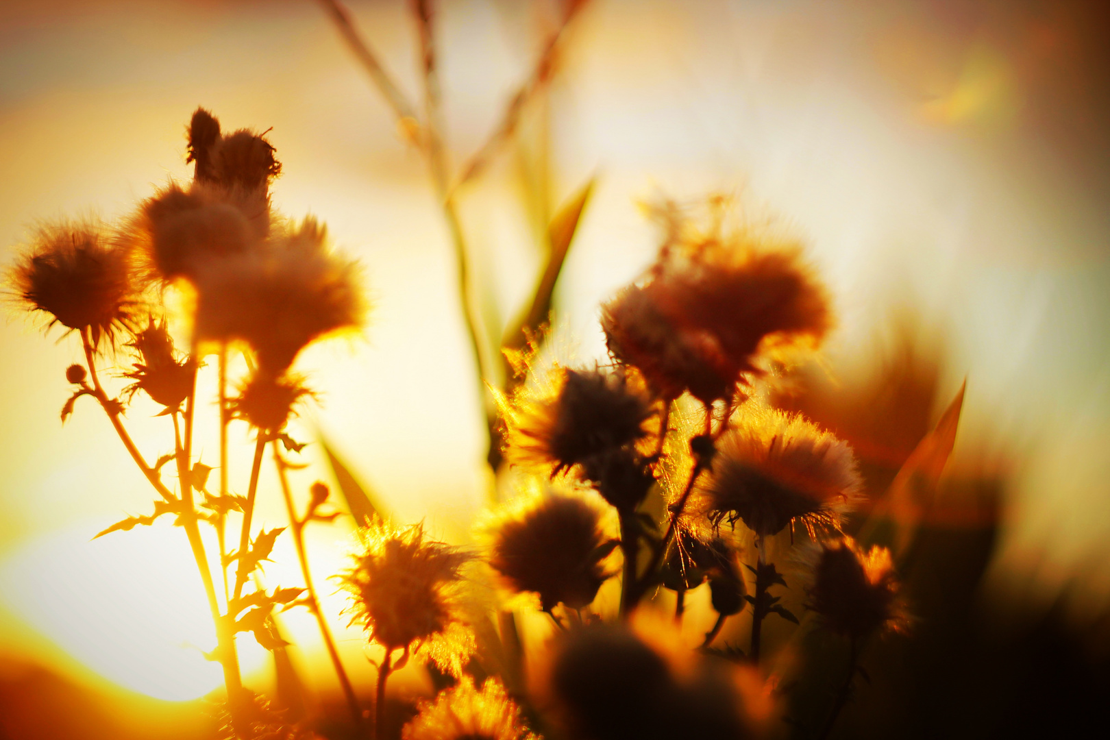 I love Helios bokeh