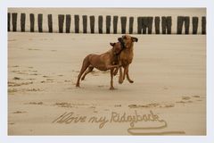 I love my Ridgeback