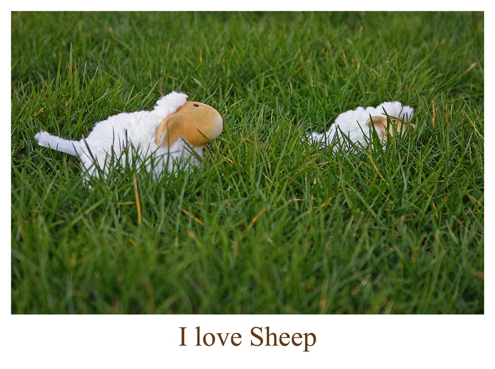 I love Sheep