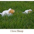 I love Sheep