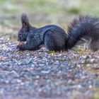 I love squirrels they're so cute.