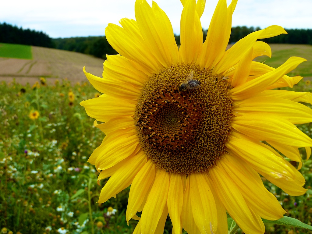 I love sunflowers