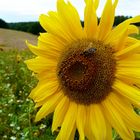 I love sunflowers