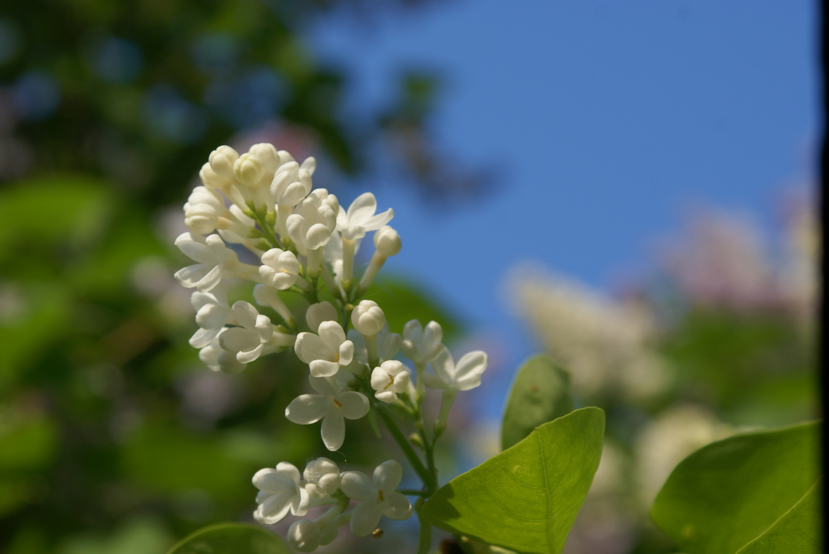 I love the smell of lilac...