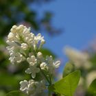 I love the smell of lilac...