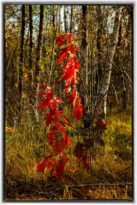 I Love This Bright Autumnal Red
