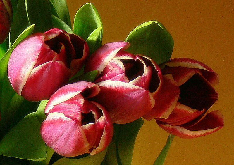 i love tulips