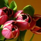 i love tulips