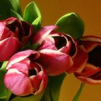 i love tulips