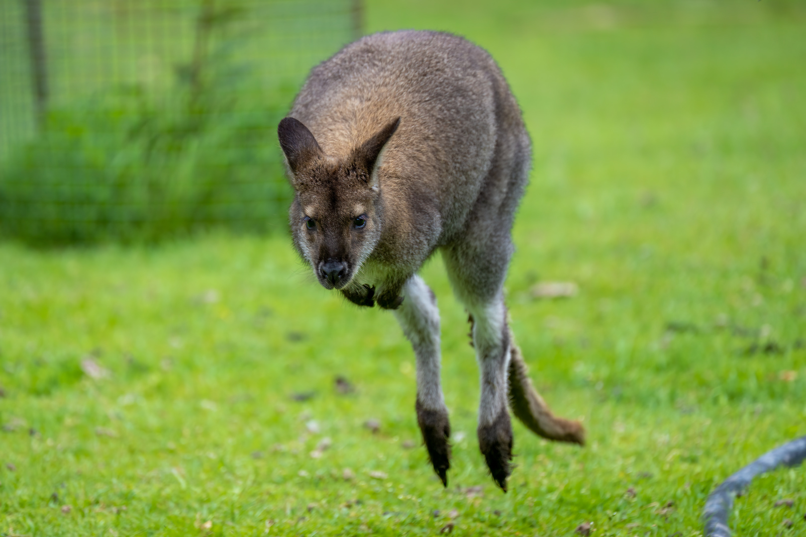 I love Wallabies, they're so cute.