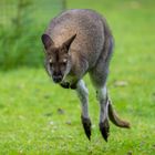 I love Wallabies, they're so cute.