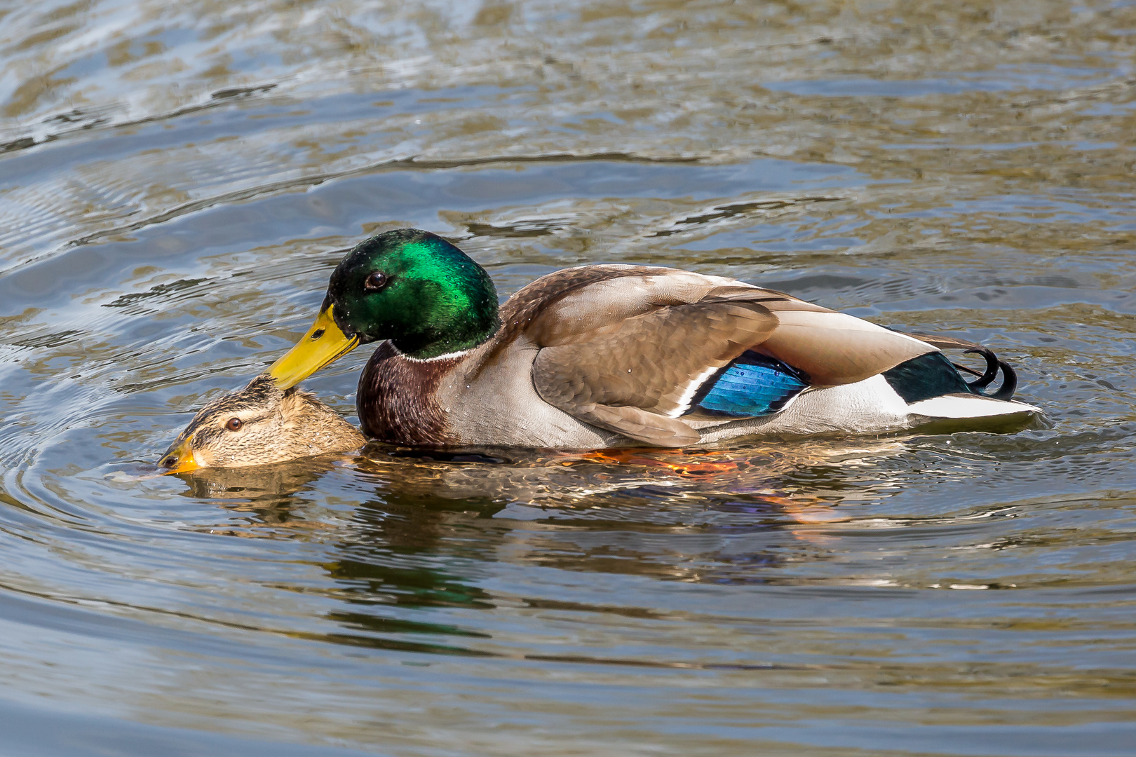 I love you baby Foto & Bild tiere, natur, love Bilder auf