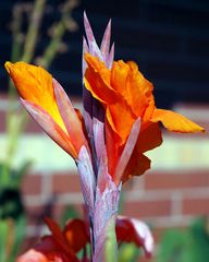 I loved the color of this flower... not sure what it is...