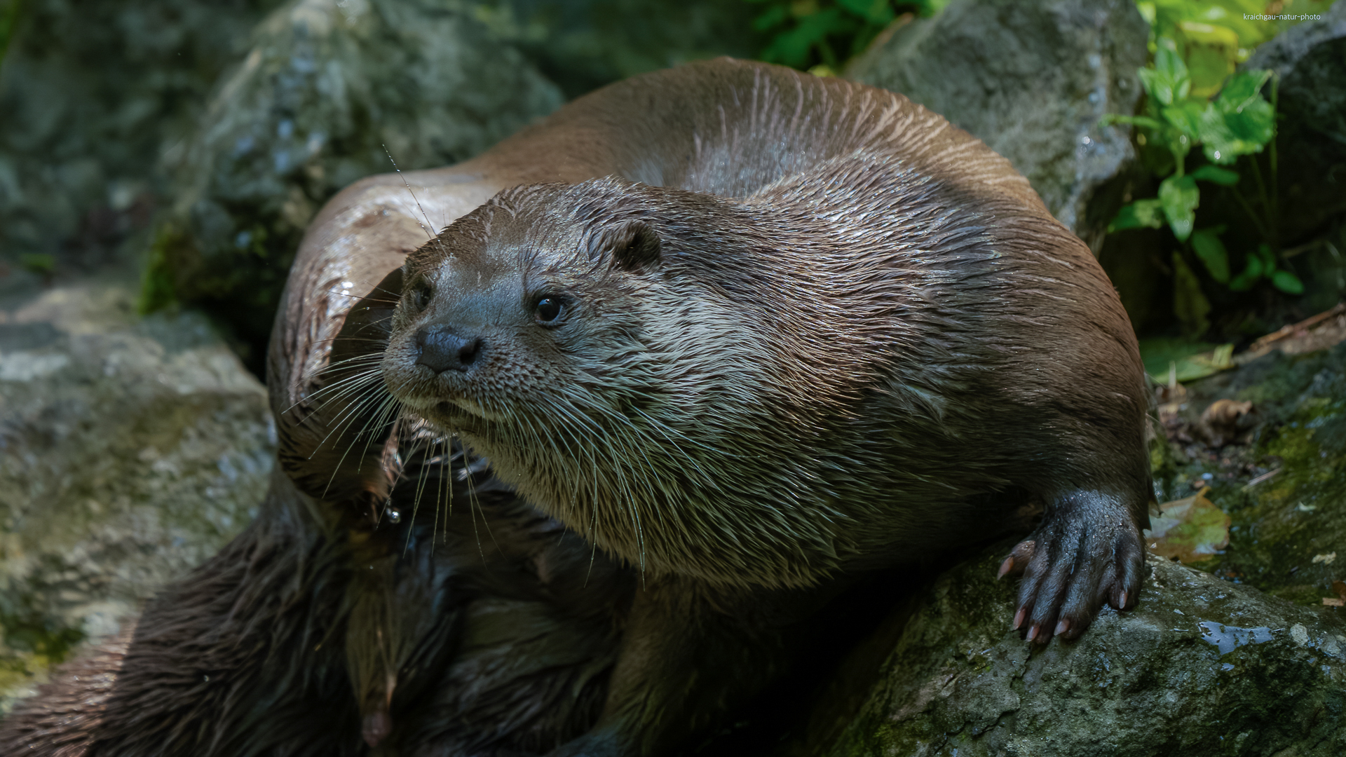 „ i m . h a l b s c h a t t e n . w a r . . “