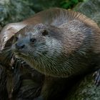 „ i m . h a l b s c h a t t e n . w a r . . “