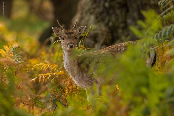 «  i m . h e r b s t w a l d  »