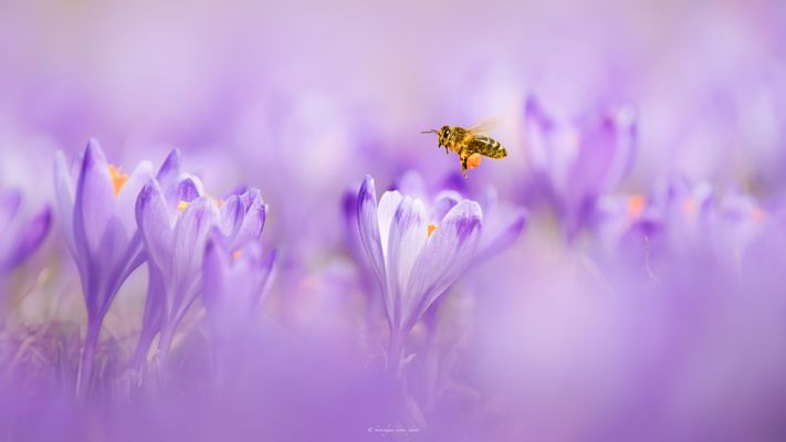 I M M E N ’ s . S C H L A R A F F E N L A N D 