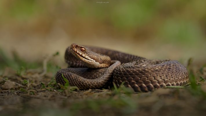 „ I m . R u h e m o d u s “