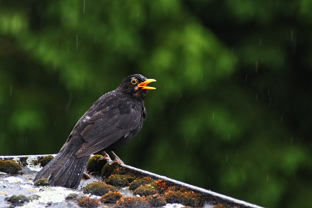 I ´m singing in the rain........