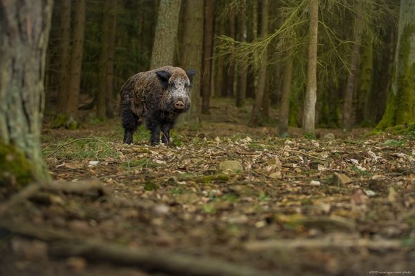 i m . w a l d . d e r . b a j u w a r e n 