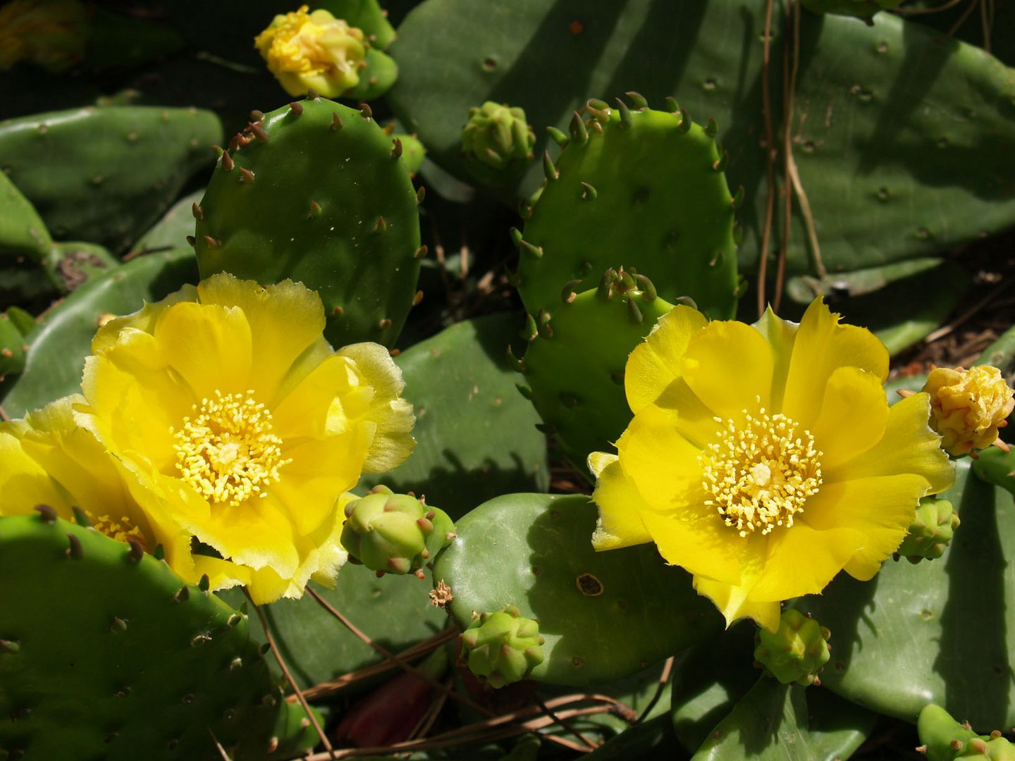 I miei cactus (a Rocco Di Ciommo)