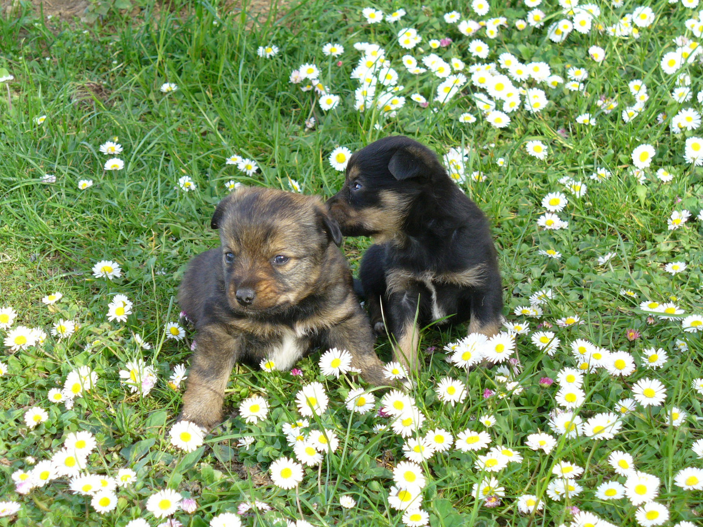 i miei dolci cuccioli...