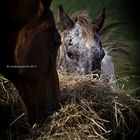 I miei tesori non luccicano, nè tintinnano..essi brillano nel sole e nitriscono nella notte (IV)