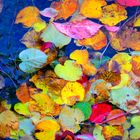 I mille colori dell'autunno
