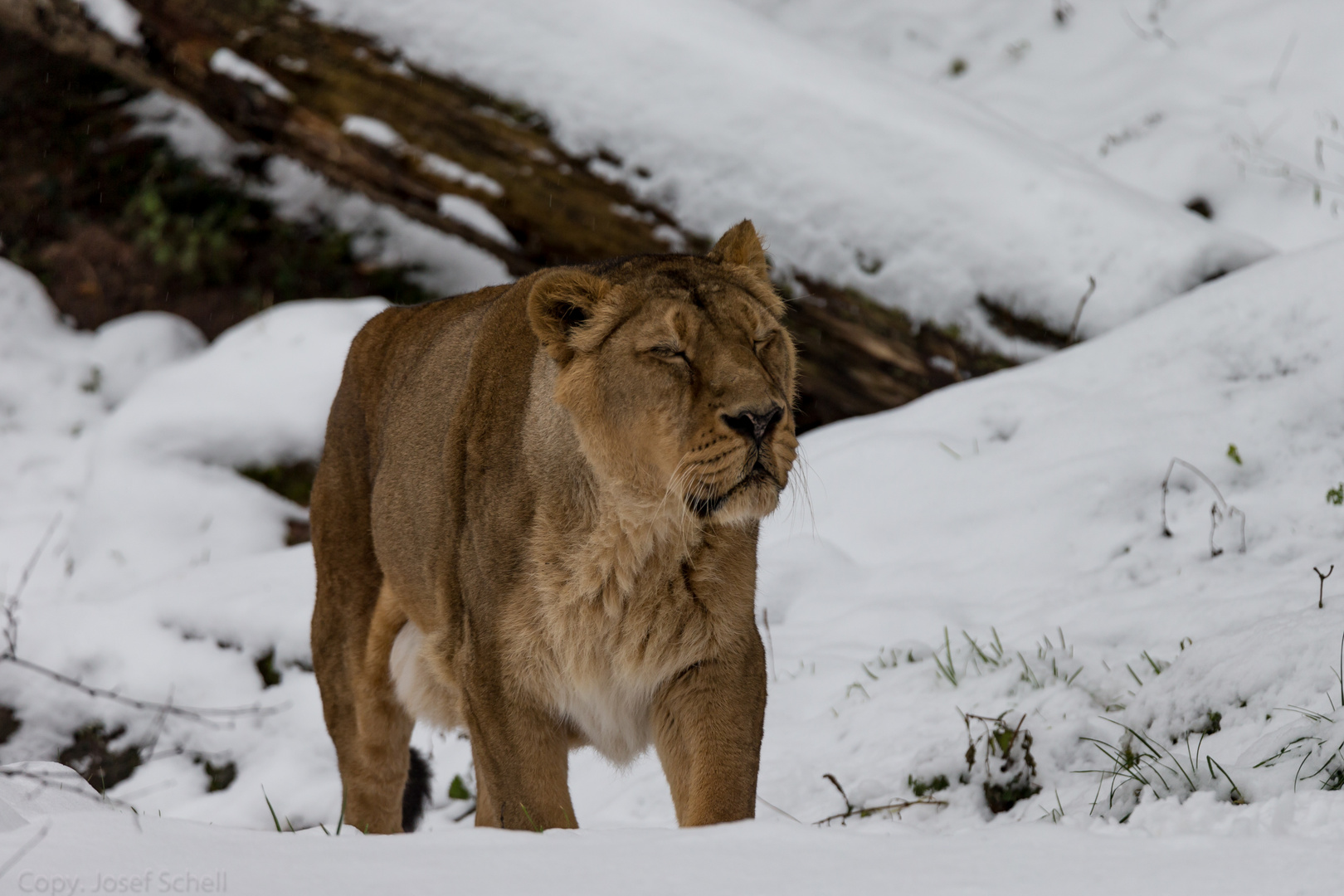 I, moch koin Schnee