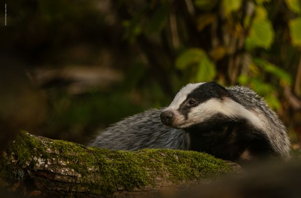 . . i n . G r i m b a r t ' s . W e l t . .