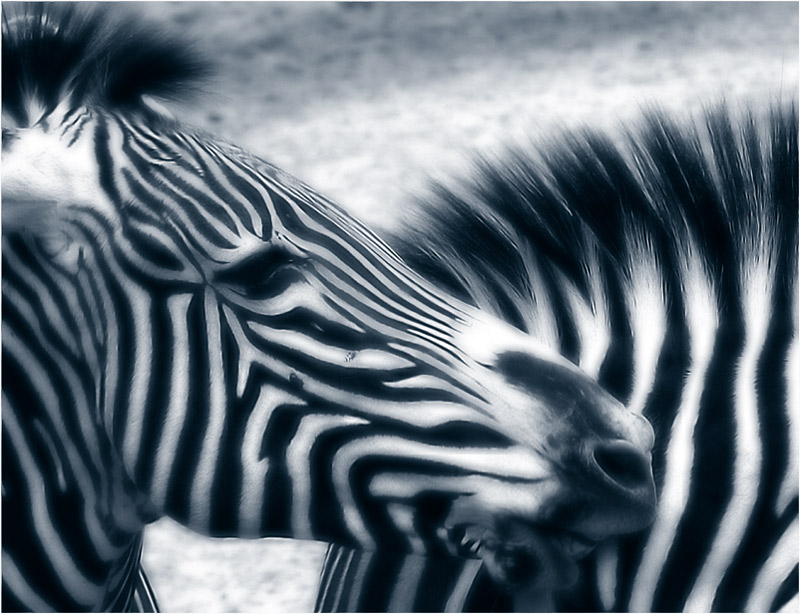 I "neat" zebras