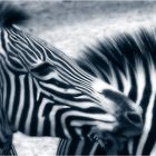 I "neat" zebras